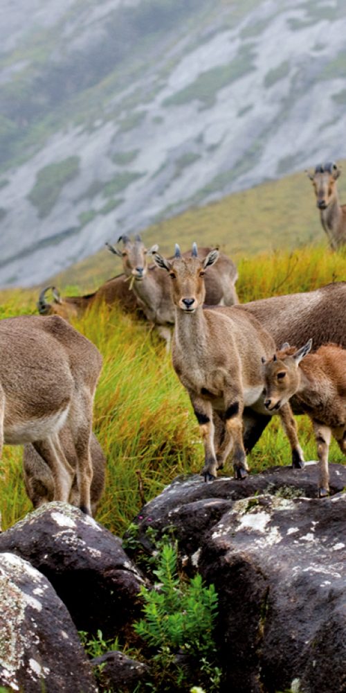 eravikulam_28072018105517