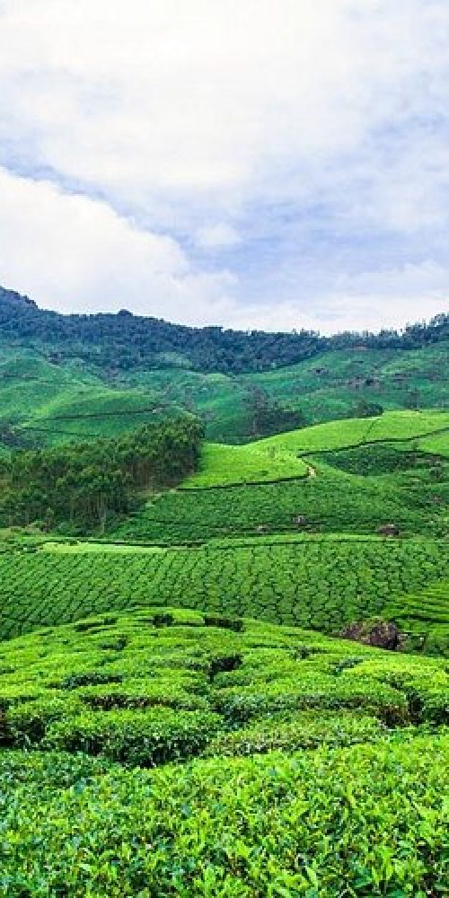 Why Munnar Is Special